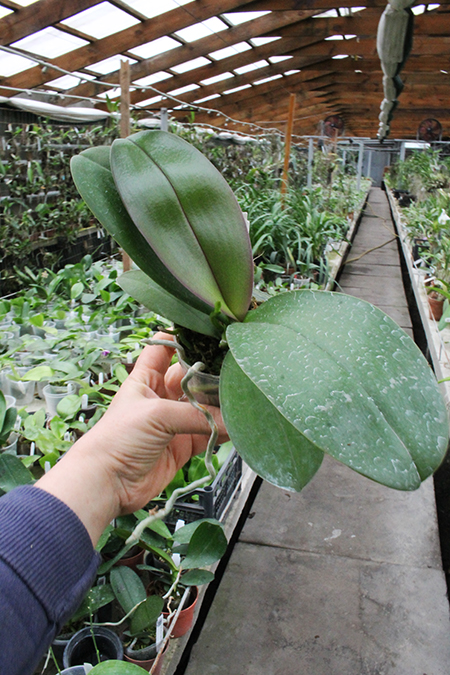 Phalaenopsis Mituo Diamond 'B-2'.jpg