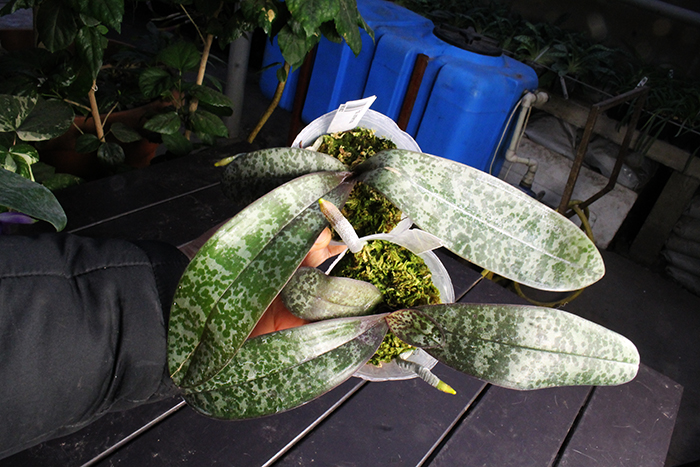 Phalaenopsis schilleriana.jpg