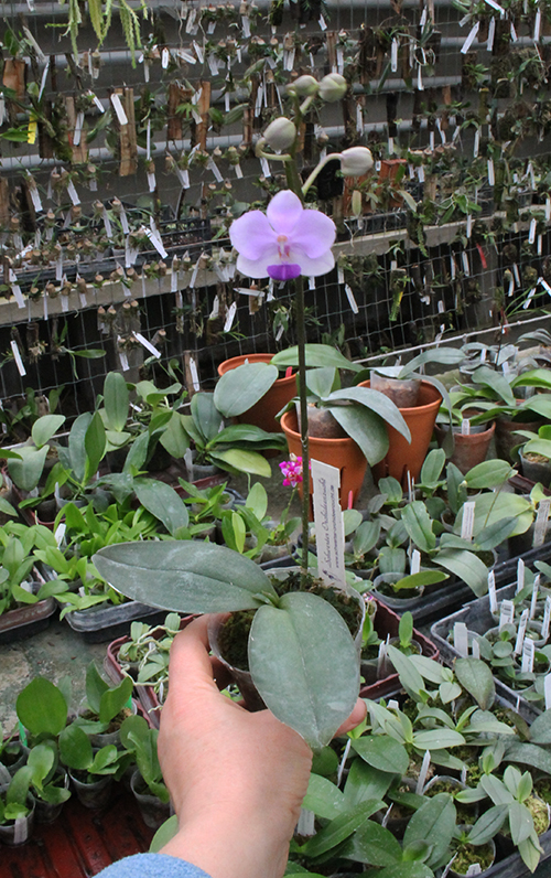 Doritaenopsis Siam Treasure 'Blue'.jpg