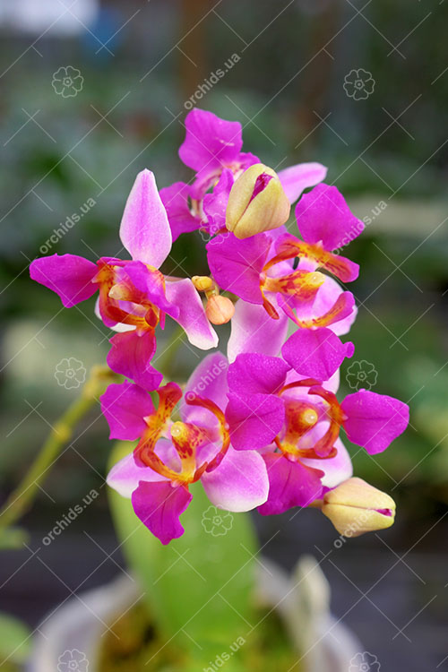 Phalaenopsis equestris var leacopsis 'Anne'.jpg