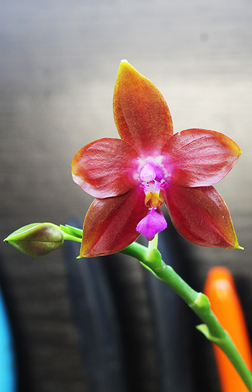 Phalaenopsis Ld's Bear King 'YK-7' x Dragon Tree Eagle '168'.jpg