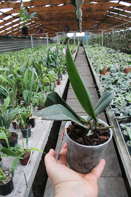 Psychopsis Mariposa Three Lip.jpg