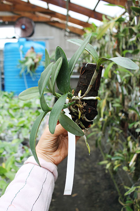 Cattleya schilleriana 'Ibiraçú' x Cattleya schilleriana 'Daniel Endringer'.jpg