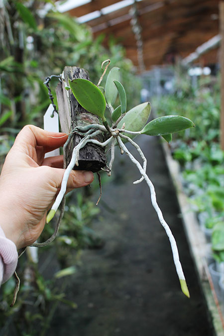 Cattleya aclandiae.jpg
