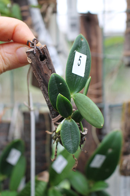 Cattleya aclandiae albescens x self.jpg