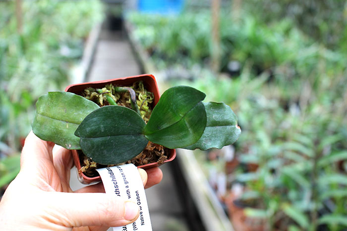 Eurychone rothschildiana.jpg