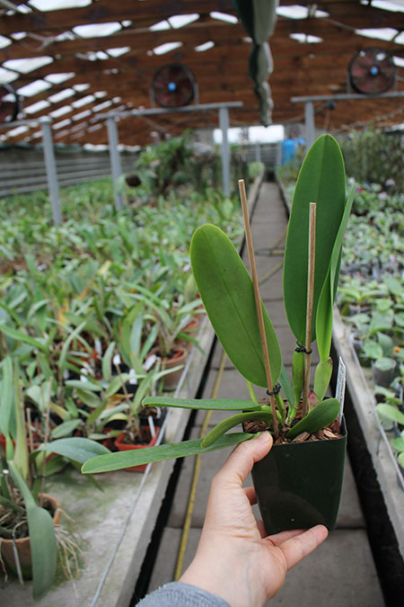 Cattleya Semontiana.jpg