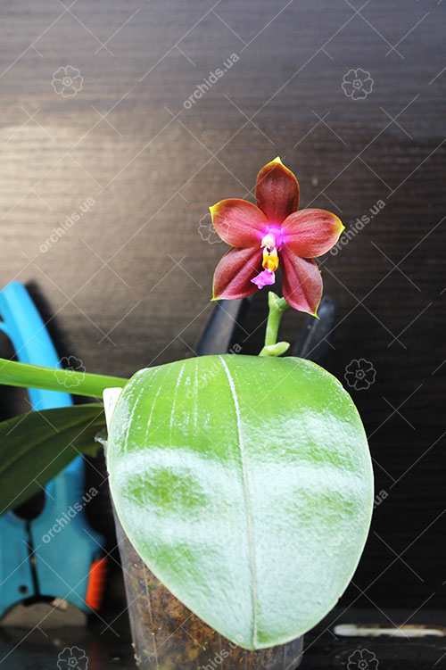 Phalaenopsis Mituo Prince x bellina.jpg