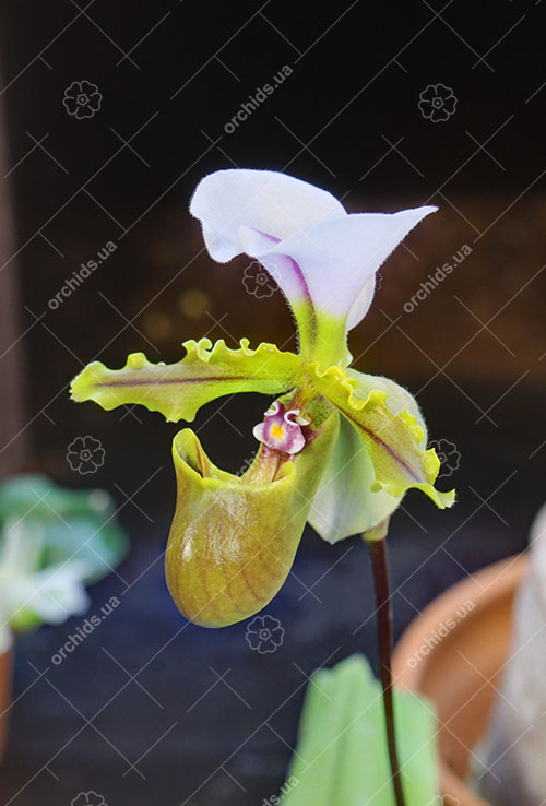 Paphiopedilum spicerianum.jpg