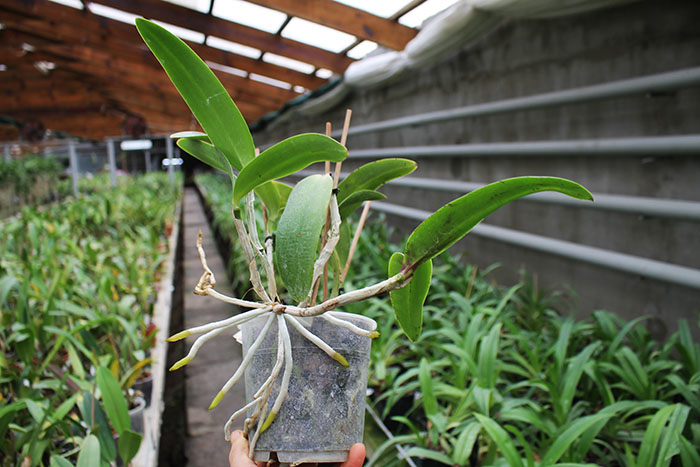 Cattleya (Penny Kuroda x Corcovado).jpg