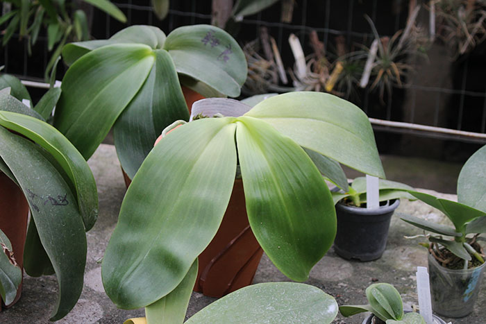 Phalaenopsis (Mituo Bellina x Hannover Passion) x gigantea.jpg