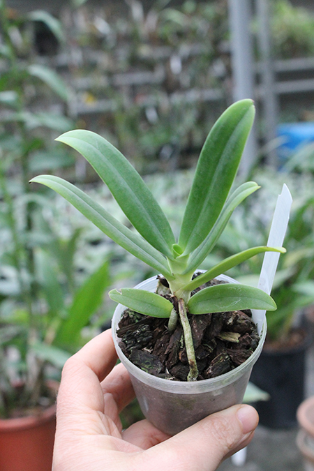 Aerangis ellisii.jpg