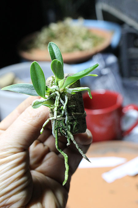 Sophronitis acuensis.jpg