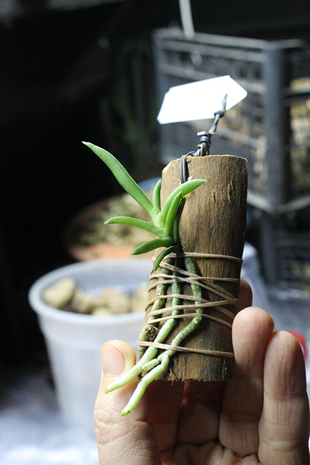 Cleisocentron gokusingii.jpg