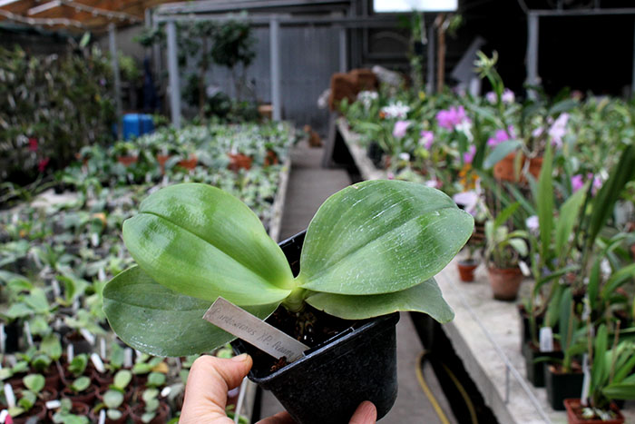 Phalaenopsis amboinensis x Phalaenopsis Penang Girl.jpg