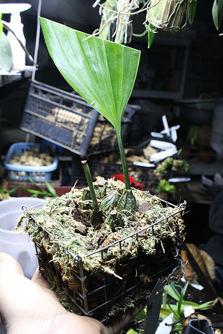 Stanhopea connata.jpg