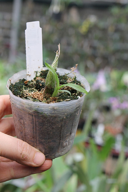 Clowesia Rebecca Northen 'Mikabi.jpg