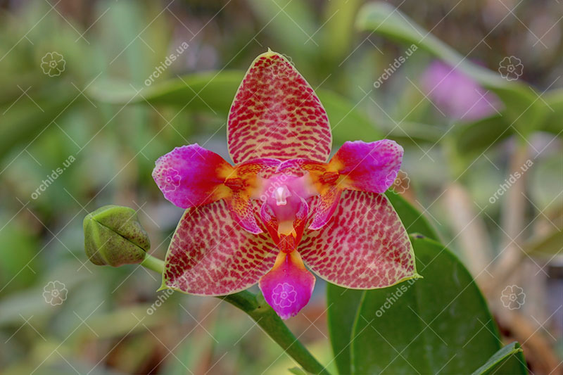 Phalaenopsis Joy Fairy Tale 'Joy'.jpg
