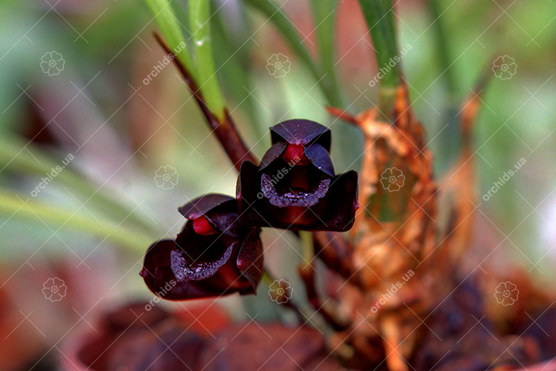 Maxillaria schunkeana