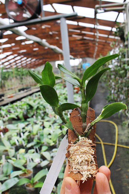 Dendrobium tobaense Giant Typ.jpg