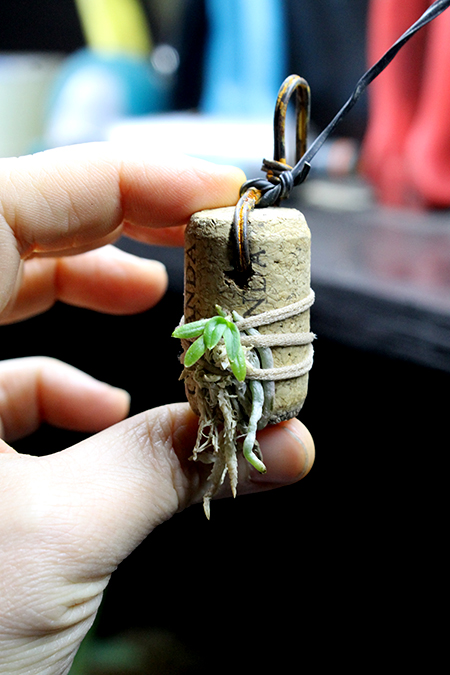 Sobennikoffia robusta.jpg