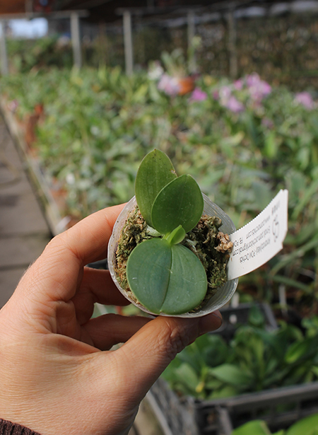 Phalaenopsis Ld Mok Chio.jpg