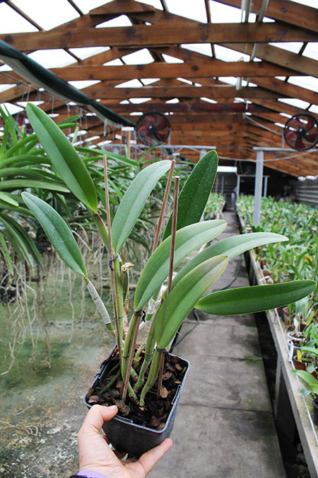Cattleya lueddemanniana alba 'OMG' x Cattleya lueddemanniana coerulea 'Siquesique'.jpg