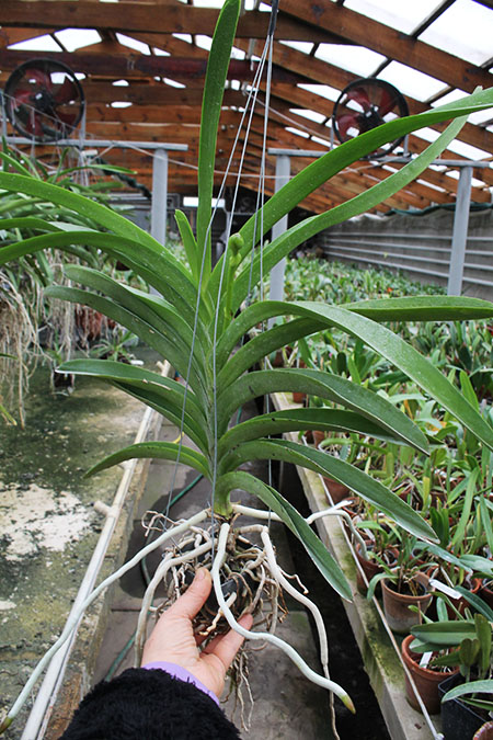 Vanda Adisak Happiness.jpg