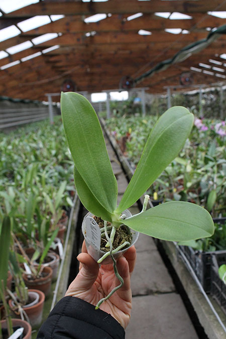Phalaenopsis bellina x Zuma's Garnet