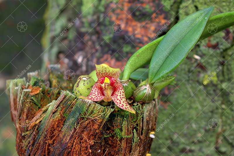 Trias disciflora.jpg