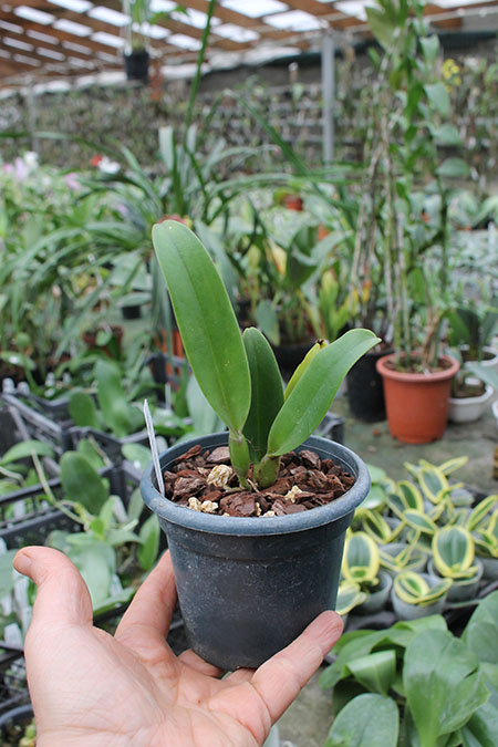 Rhyncholaeliocattleya Chunfong Apple 'Chief Jade'.jpg