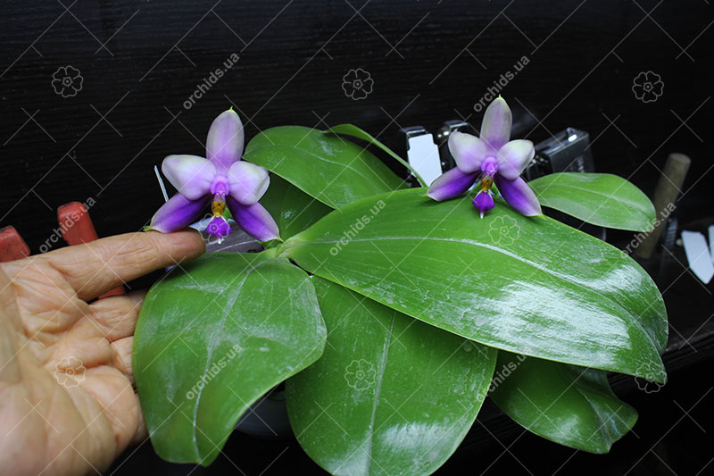 Phalaenopsis Samera 'Blue'.jpg