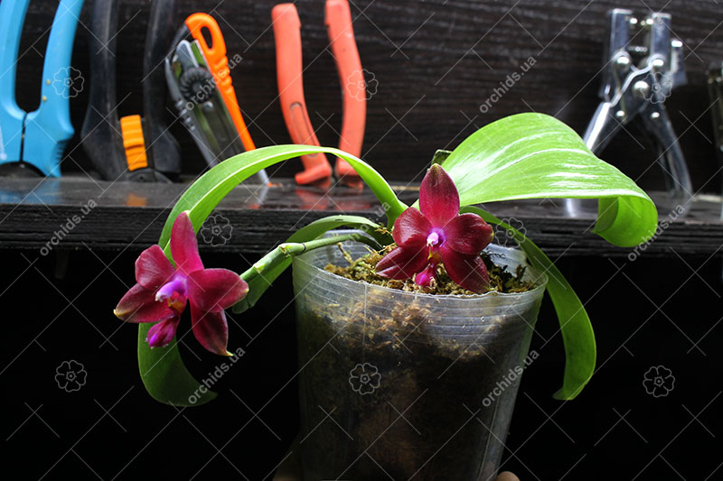 Phalaenopsis Princess Kaiulani x Coral Isles 'Yungho'.jpg