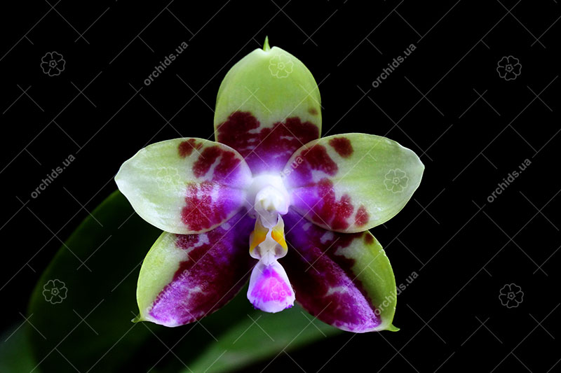 Phalaenopsis Chienlung Violet Canary.jpg