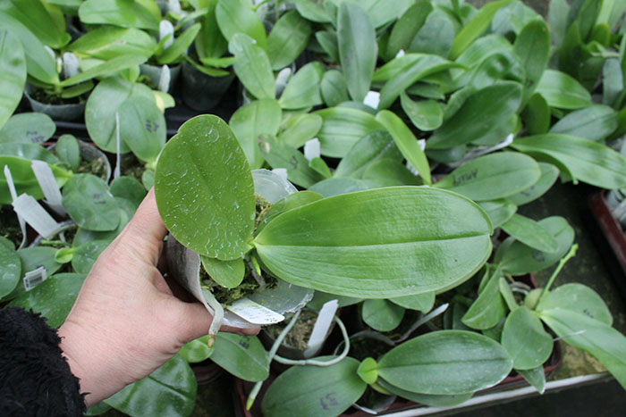 Phalaenopsis Mituo Sun x Palace Reef.jpg