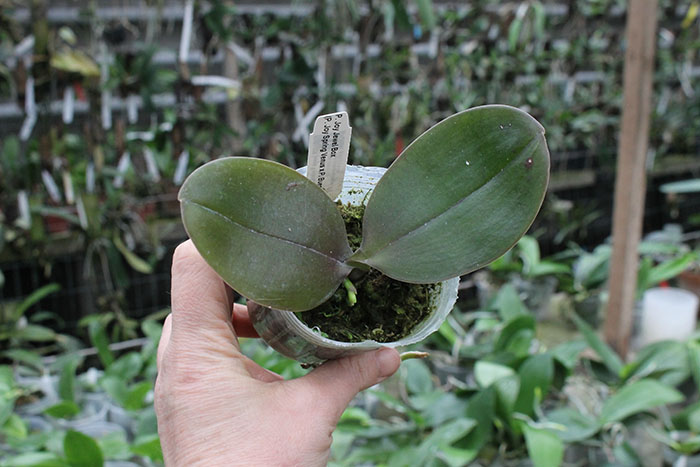 Phalaenopsis Joy Jewel Box (Joy Spring Venus x Buena Jewel).jpg