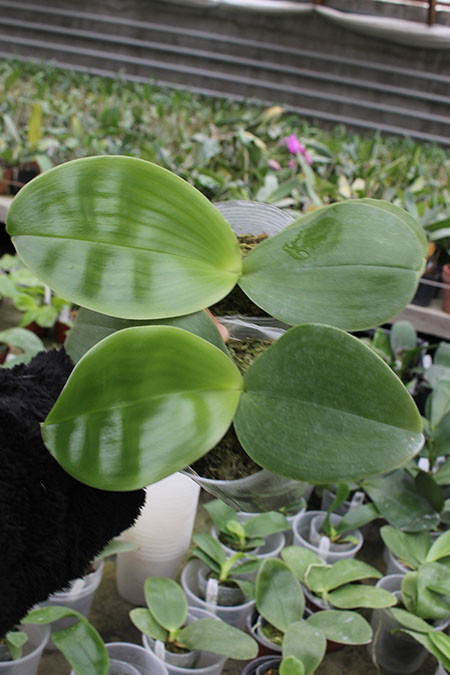 Phalaenopsis KS Happy Eagle x Zheng Min Tyrannosaurus.jpg