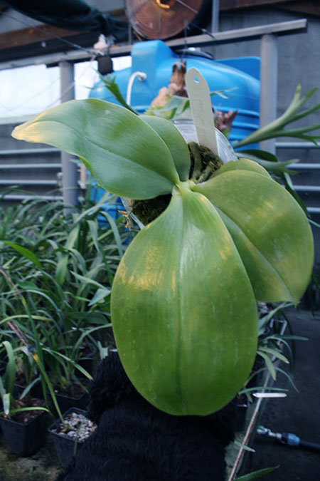 Phalaenopsis Chang Maw Jade 'Nan'.jpg