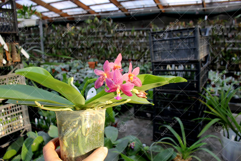 Phalaenopsis Malacea var coerulea.jpg