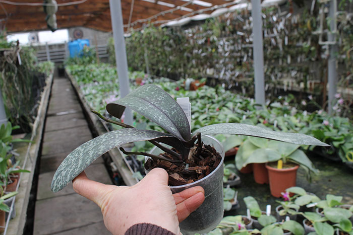 Phalaenopsis stuartiana x schilleriana.jpg