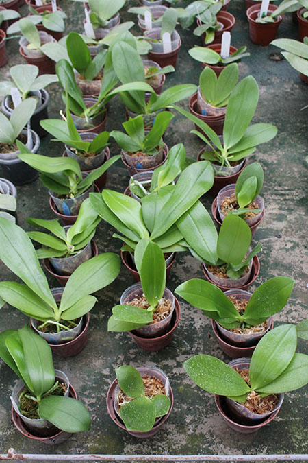 Phalaenopsis Telu 'Purple'.jpg