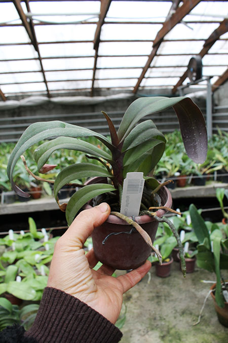 Renanthopsis Chienlung Sweet Girl.jpg