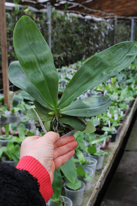 Phalaenopsis (Gelblieber 'B#1' x Hsia's Focus) x Magnificent Mibs.jpg