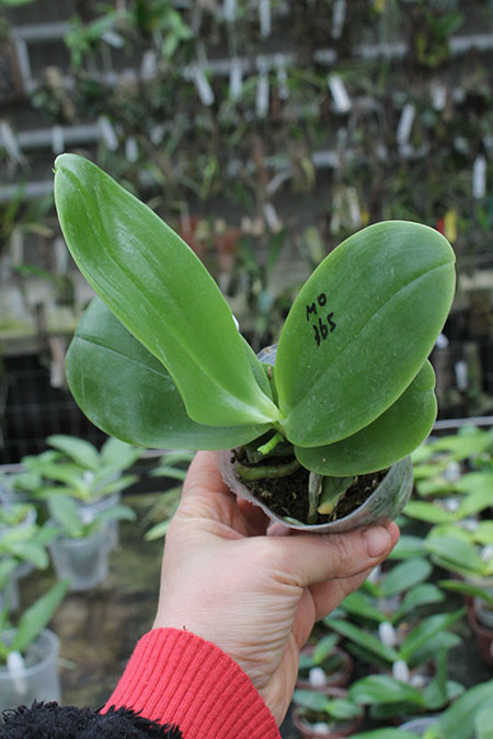 Phalaenopsis Ld's Bear King 'YK-7'.jpg