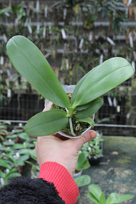 Phalaenopsis Chielung Kingdom.jpg