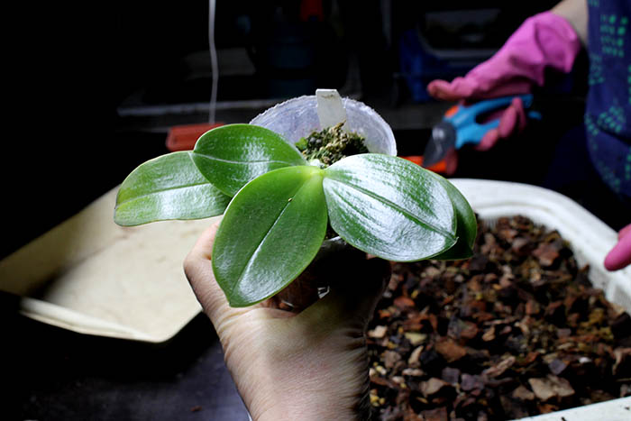 Phalaenopsis violacea indigo.jpg