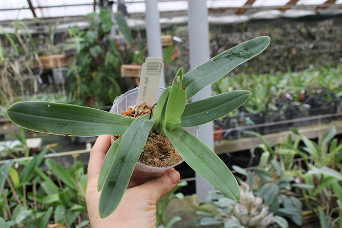 Paphiopedilum fairrieanum.jpg