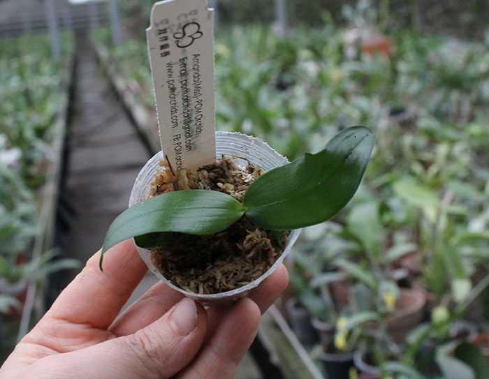 Phalaenopsis Auspice Green Lake ‘Huey Ru'.jpg