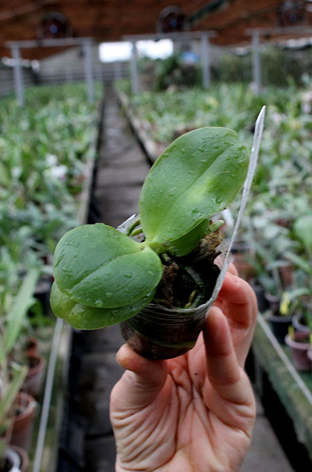 Phalaenopsis (PK x Chang Maw Jade) x LD Mok Chio.jpg