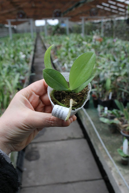 Phalaenopsis Mituo King x Black Eagle.jpg